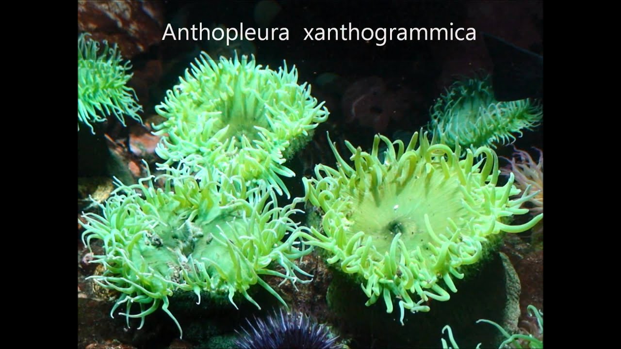 Anthopleura xanthogrammica