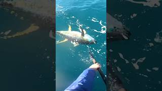 Gaffing Big Tuna