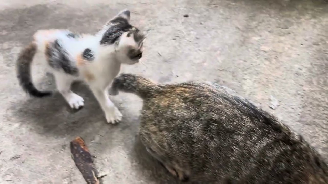 Kitten Play 