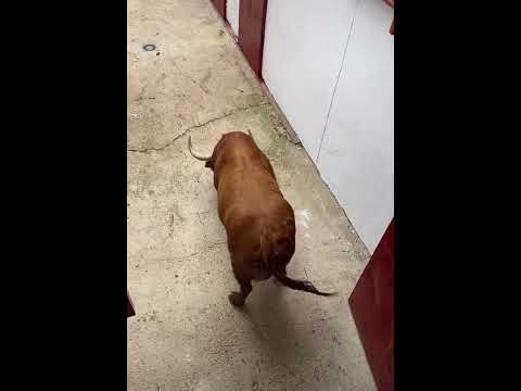 تور هايج في عنبر ٩ حماصه البرنس Youtube Shorts Tiktok Like