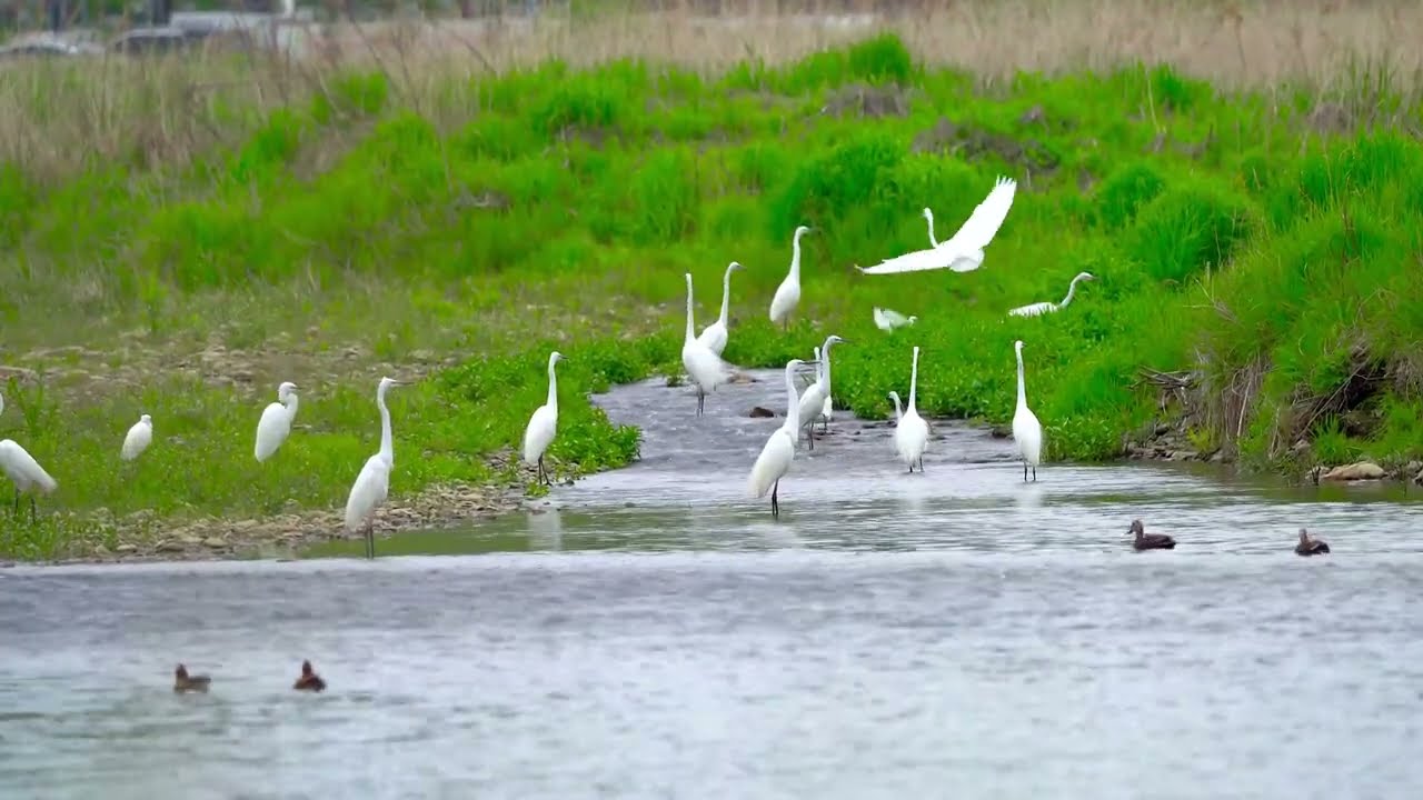 How The Great Heron Hunts And Catches Prey