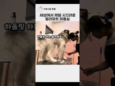 전세계에서 제일 시끄러운 말라뮤트 미용실 thumbnail