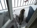 Spider in de sneeuw
