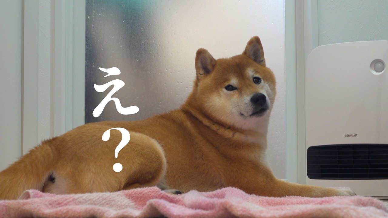 お風呂が大嫌いな柴犬妹！代打で登場した兄が可愛すぎるw w