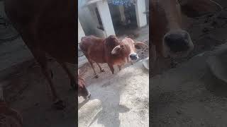 cute cow and her calf # #merigaiyaaatihai #hindicartoons #hindirhymes #cowsongs #cowvideos #infobell