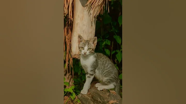 Video 11907181: wild bengal cat, bengal cat fun, bengal cat playing, bengal cat enjoying, cat kitten baby