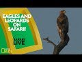 Wildlife Tracking and Animal Behavior