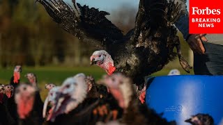 GOP Lawmaker Warns Thanksgiving Will Be Historically Expensive Meal