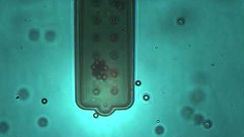 FluidFM AFM Series - exchangeable colloidal probe