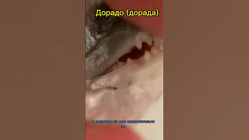 Зубы рыбы Дорадо