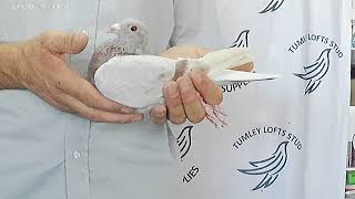 GB26B46402 Janssen ♀ Middle distance