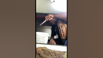 Ackie monitor #ackiemonitor #reptiles #lizard #monitor #monitorlizard #fyp #shorts #reels #feeding