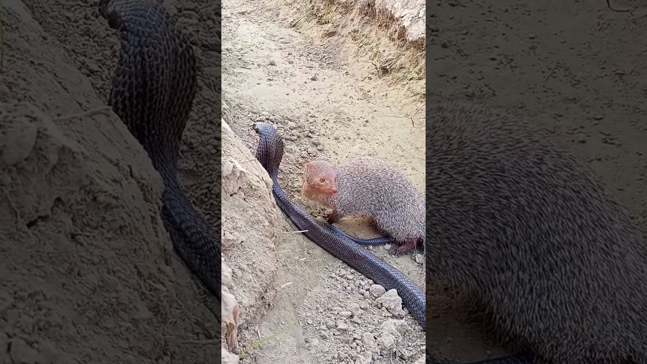 mongoose playing on snake