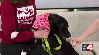 Meet Sam, our Pet of the Week!