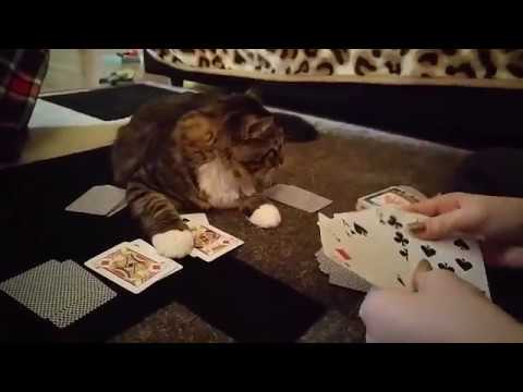 casino movie full online