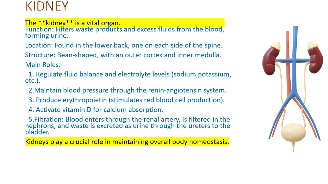 RED BLOOD CELL,kidney, intestine small intestines and large intestine information about 