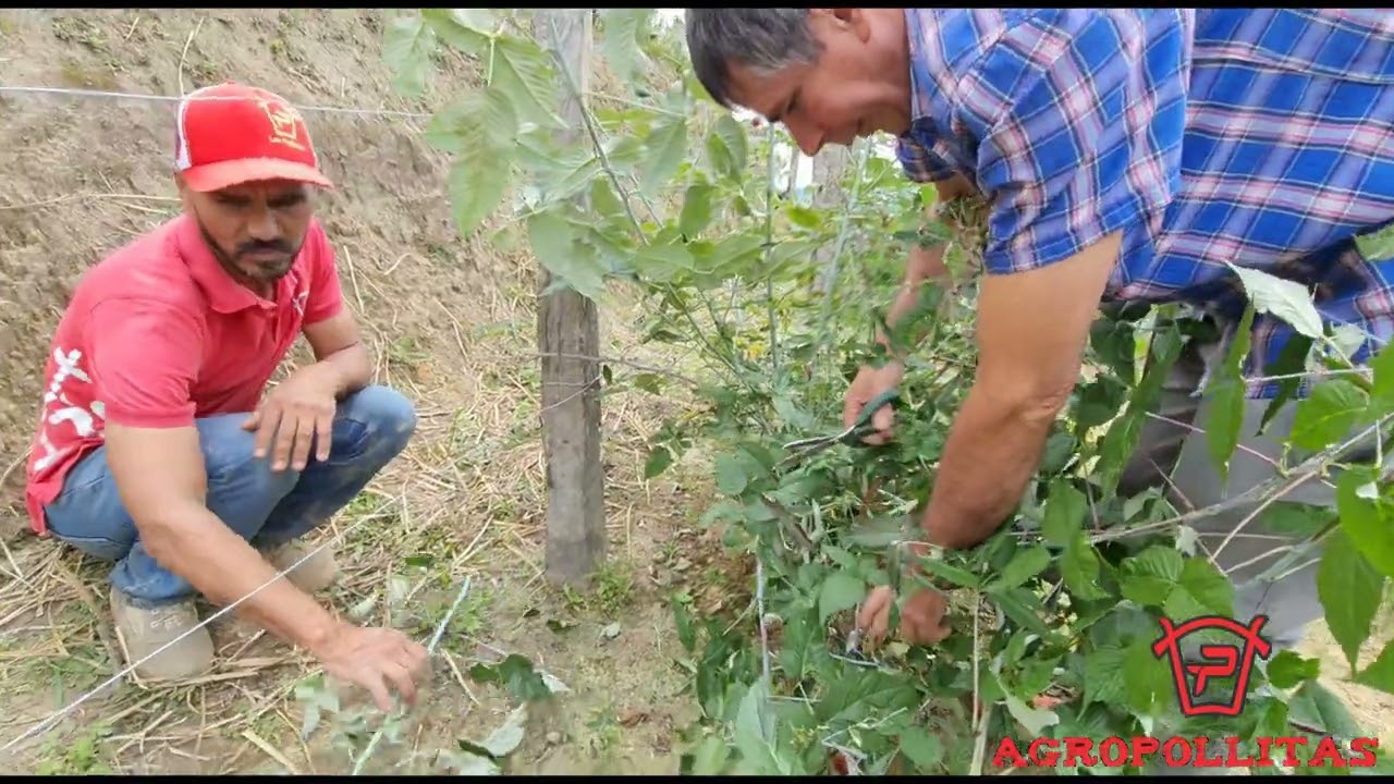 COMO ES EL MANEJO DE UN CULTIVO DE MORA CASTILLA, COMO SE PODA, QUE PLAGAS LE DAN Y CUANTO PRODUCE?