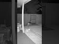 Dog Protects Baby From Mountain Lion Night IR CCTV