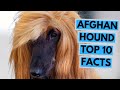 Afghan Hound - TOP 10 Interesting Facts