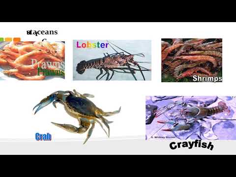 Food Commodity Definition