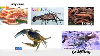 Classification of Commodities/ingredients - By Aditya Vartak - My Hospitality Academy