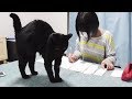 外出自粛中の猫との暮らし