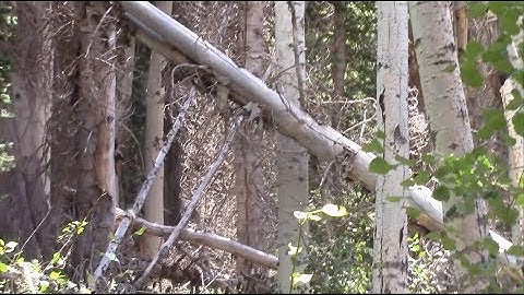 Wood Structure Video Compilation Part 1 - 2016 & 2017