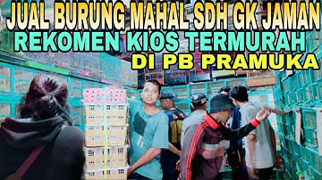 JUAL BURUNG MAHAL SDH GK JAMAN REKOMEN KIOS BURUNG TERMURAH DI PASAR BURUNG PRAMUKA