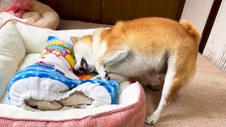 put dad's pillow on shibe's new bed