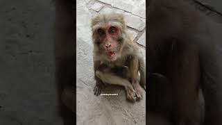 Monkey Old Lady  shorts short love trend