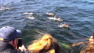 5.7.24 Common Dolphin & Humpback Whales