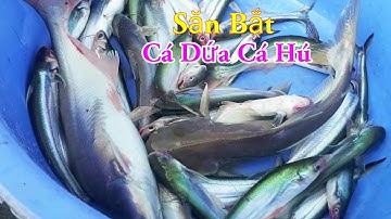 Săn Bắt Cá Dứa Cá Hú Câu Mồi Độc Lạ Nhất Miền Tây Sông Nước / Kiềm Rapper