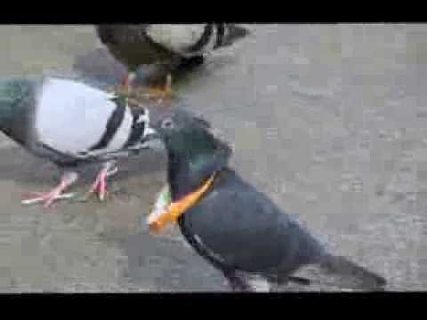 What Stupid Pigeon Game