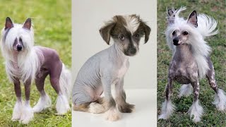 Chinese crested dog | Funny and Cute dog video compilation in 2022.