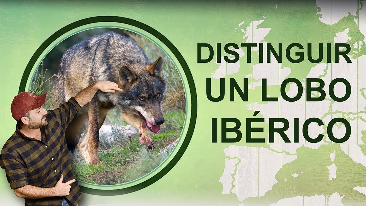 Cómo distinguir un lobo ibérico [EDUCACIÓN AMBIENTAL] - YouTube