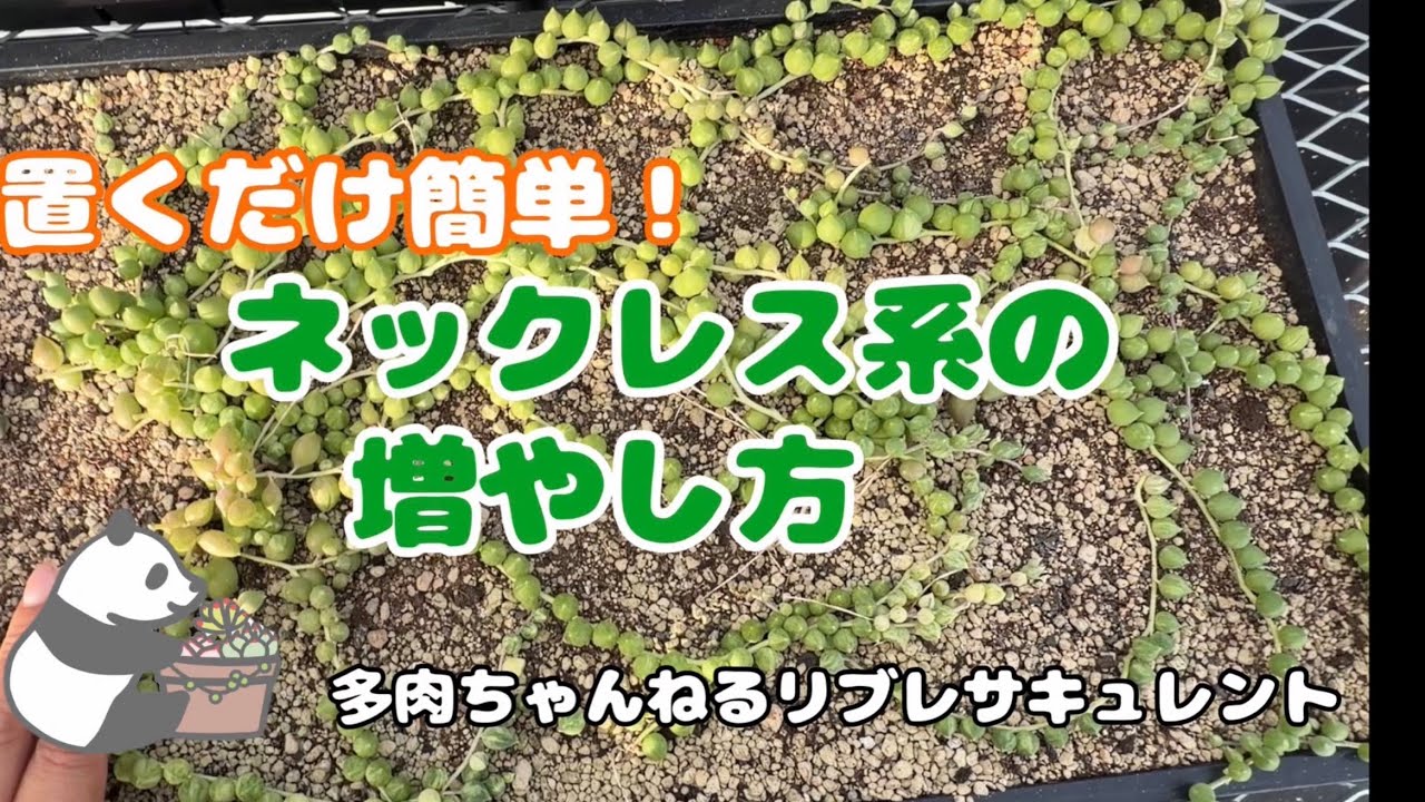 Succulents] Easy Propagation! How to Multiply Your String Plants