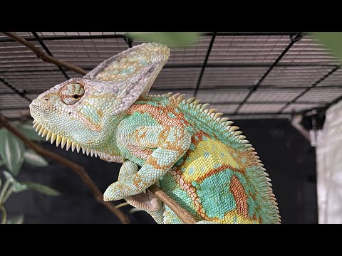 Video Nuôi Bò Sát : Tình hình bé Chamelon - Tản mạn vài điều... - youtube