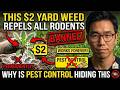 This $2 Yard Weed REPELS ALL Rodents Permanently Why Is It Banned by Pest Control Industry