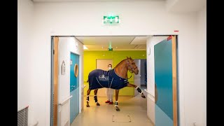 Famous Boonta Vista 210: There's a Horse Loose in the Hospital Profile