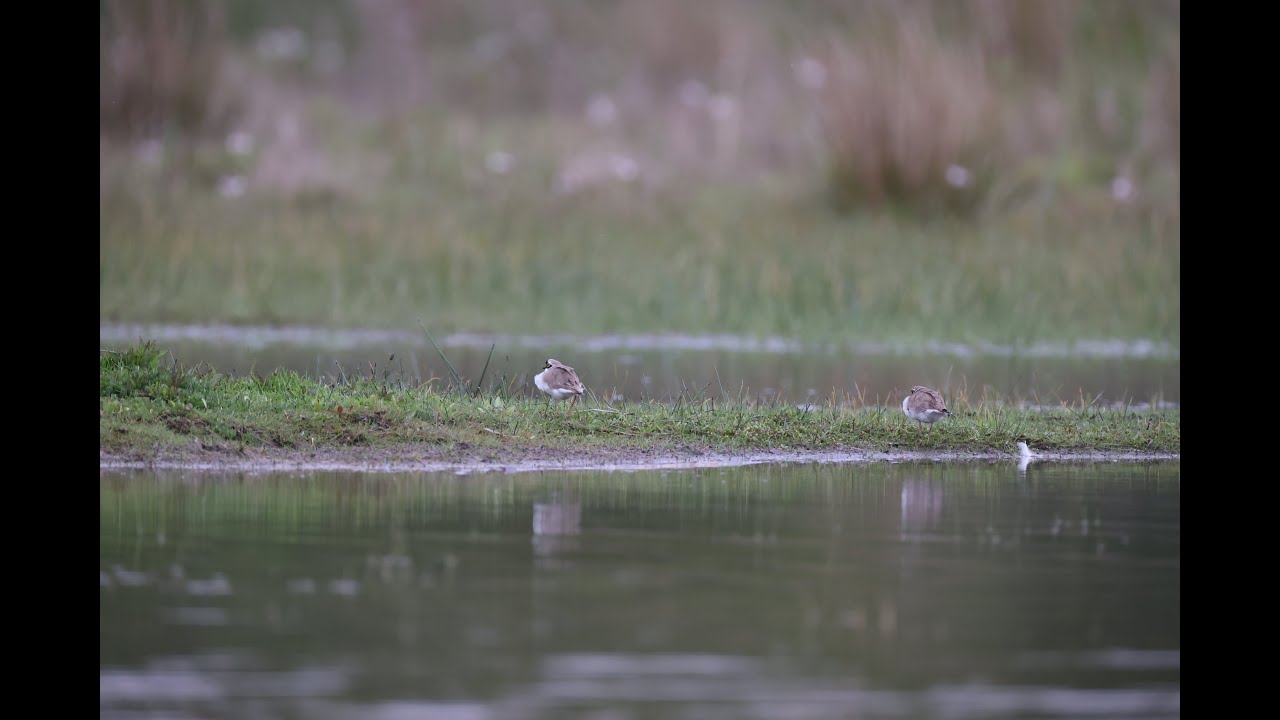Kleine Plevier (Little Plover)