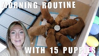 MORNING ROUTINE WITH 15 GOLDENDOODLE PUPPIES