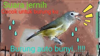 terapi burung opior jawa/cak jempol/cak gentong