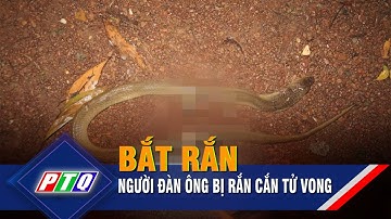 Bắt rắn trước nhà, người đàn ông bị rắn cắn tử vong | PTQ