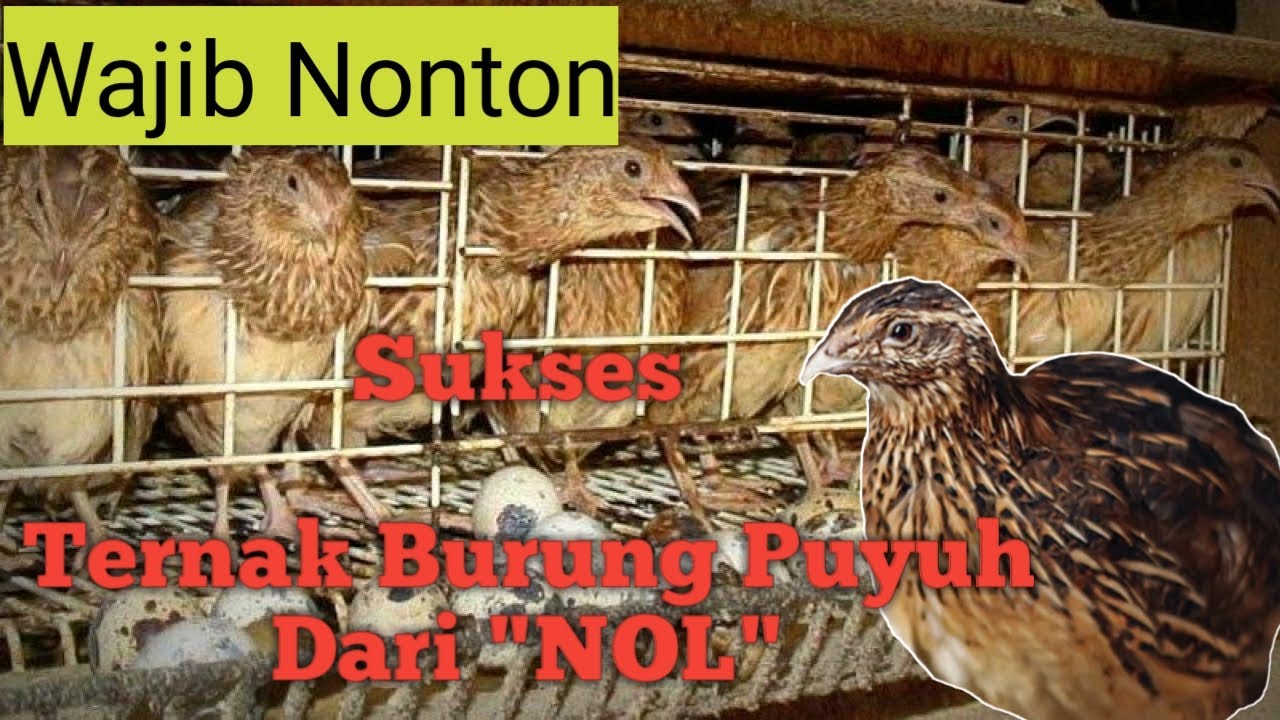  Cara ternak burung puyuh  sukses dari nol panduan Lengkap YouTube