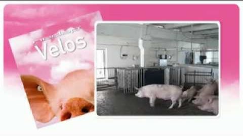 UKRAINE, 2 500 sows HD Nedap Velos ESF installation
