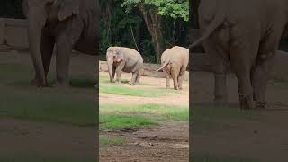 Awesome Asian Elephants ##ytshorts  #ytshortsvideo #mysore  # Mysore Zoo