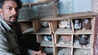 pigeon in khandwa || show kabootar || Javed bhai ke kabootar