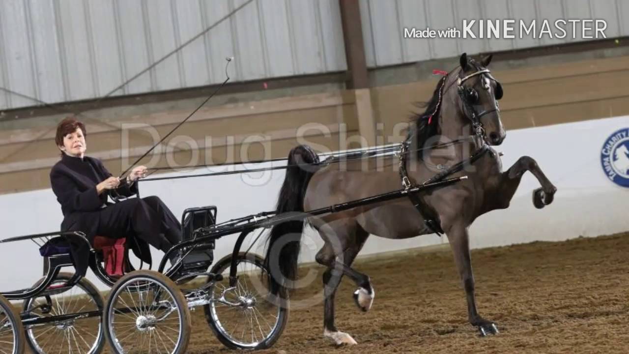 Amazing Hackney Show Pony For Sale Youtube