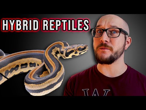 Βίντεο: Βιρμανίας Python - Python Bivittatus Reptile Breed Hypoallergenic, Health And Life Span