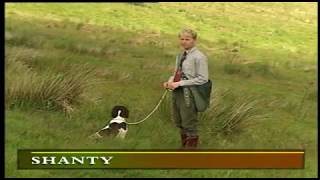 MODERN GUNDOG TRAINING SPRINGER SPANIEL PART 3 by SPORTING SCENE UK 26,420 views 4 years ago 13 minutes, 28 seconds